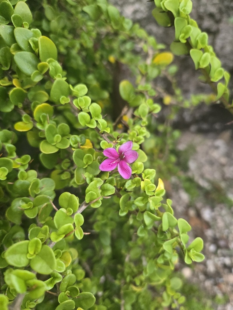 Pricklybush photo 5