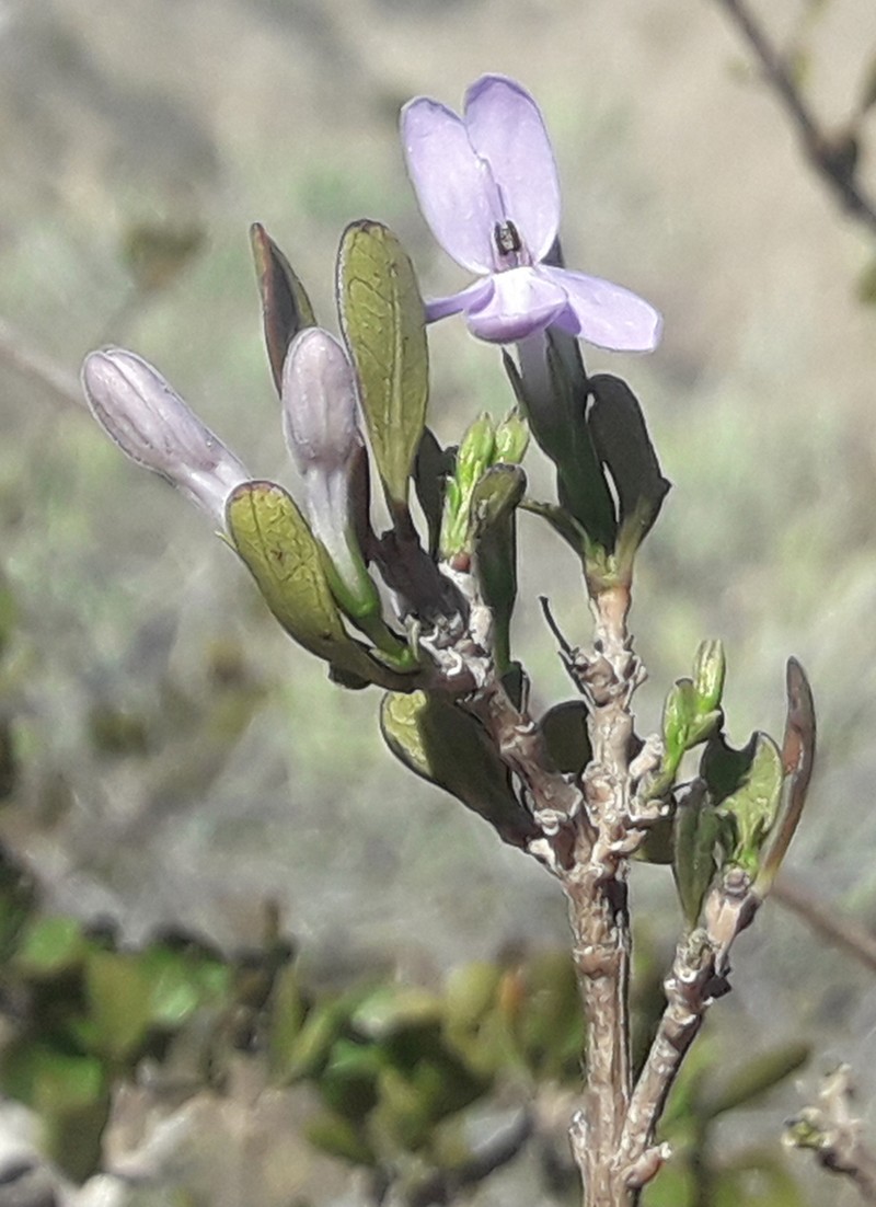 Oplonia vincoides