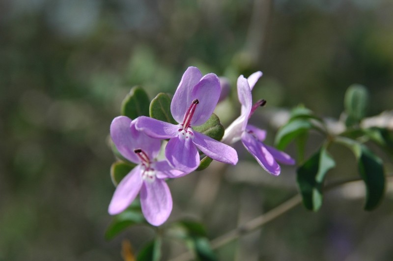 Oplonia vincoides photo 3