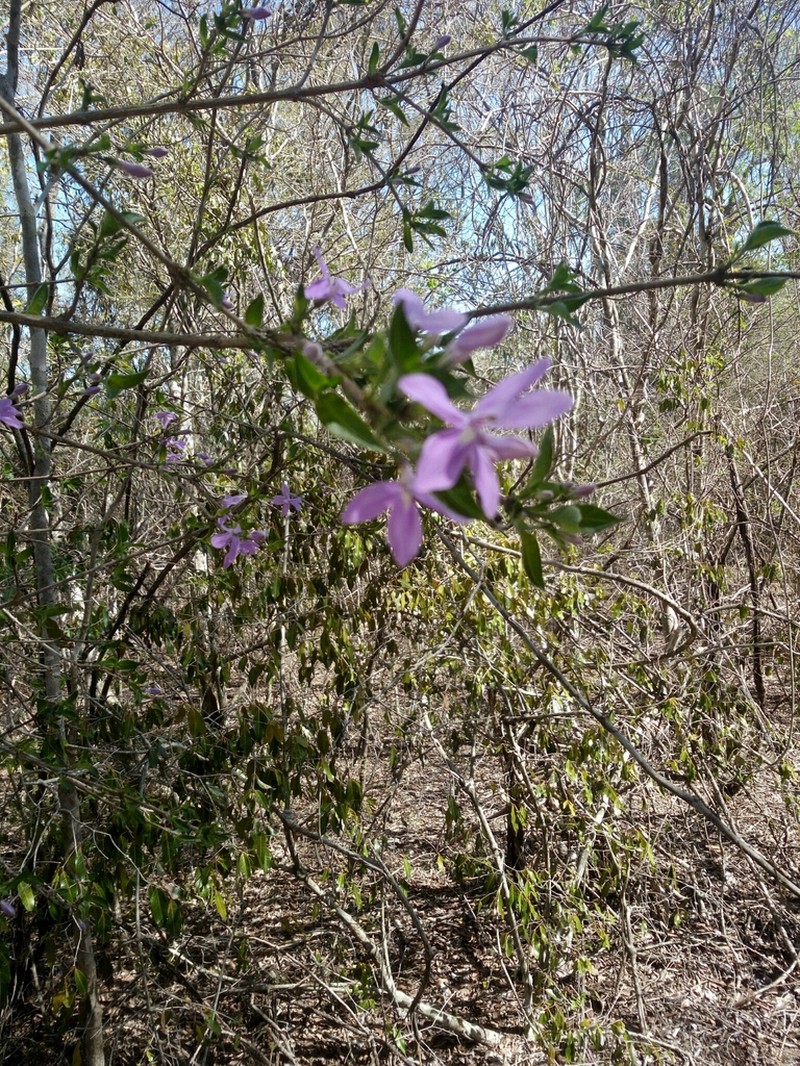Oplonia vincoides photo 4