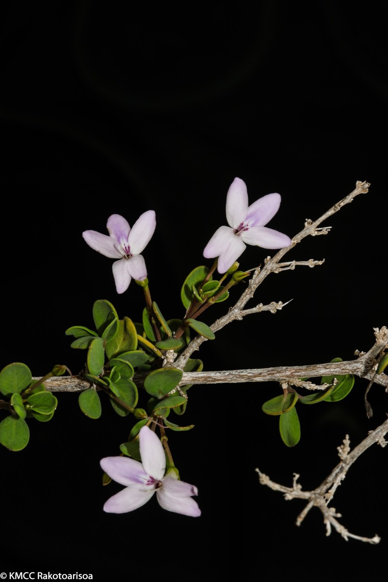 Oplonia vincoides photo 6