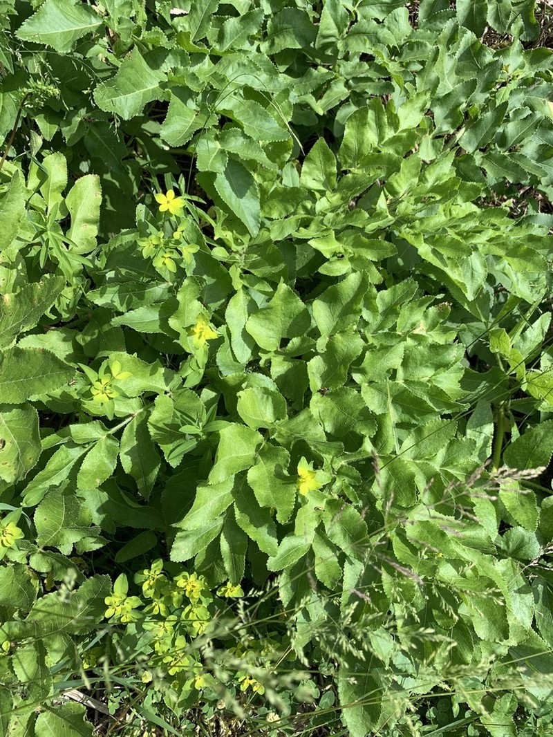 Opopanax chironium photo 3