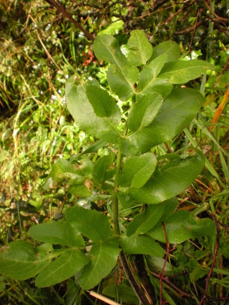 Opopanax chironium photo 4