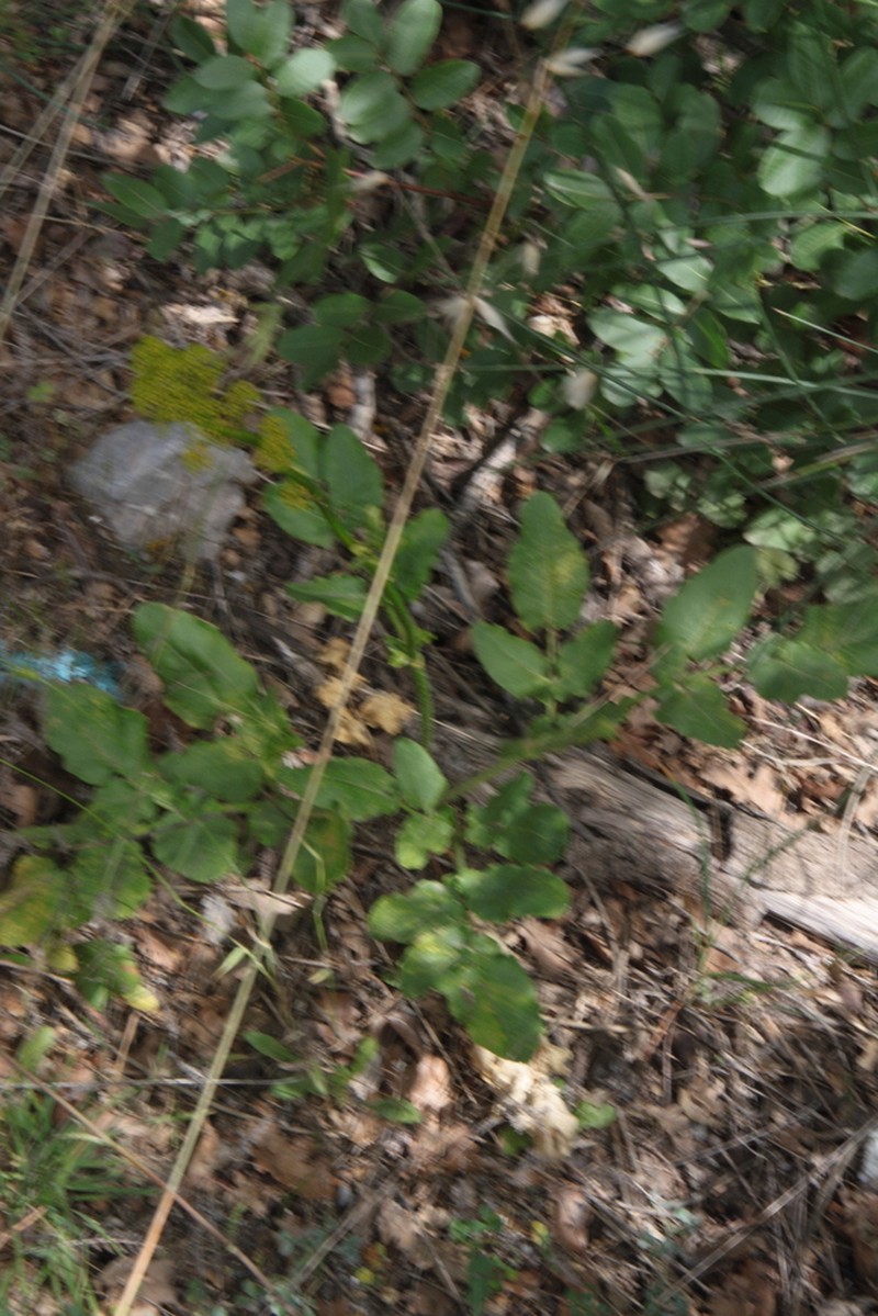 Opopanax chironium photo 5