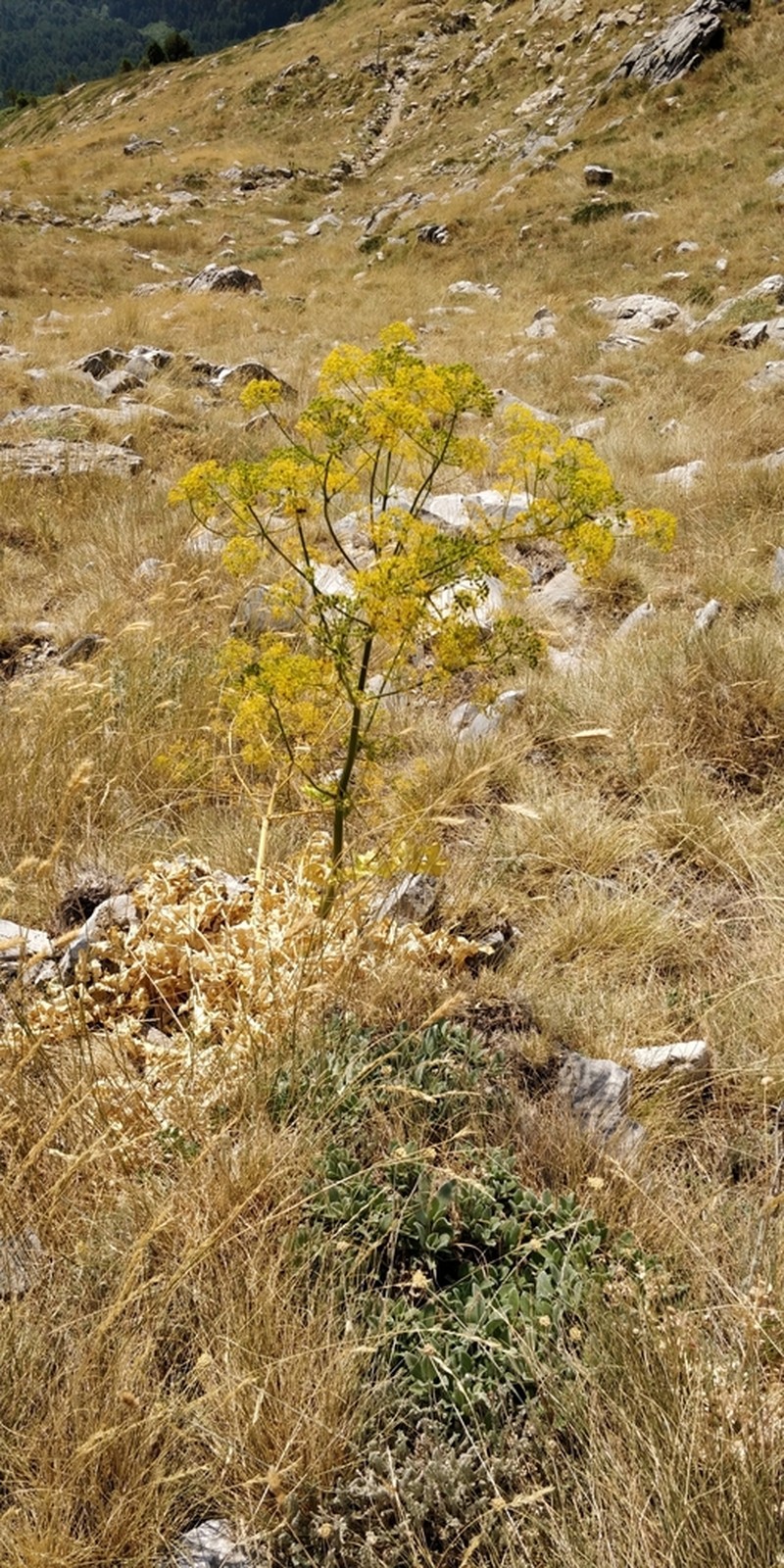 Opopanax chironium photo 6