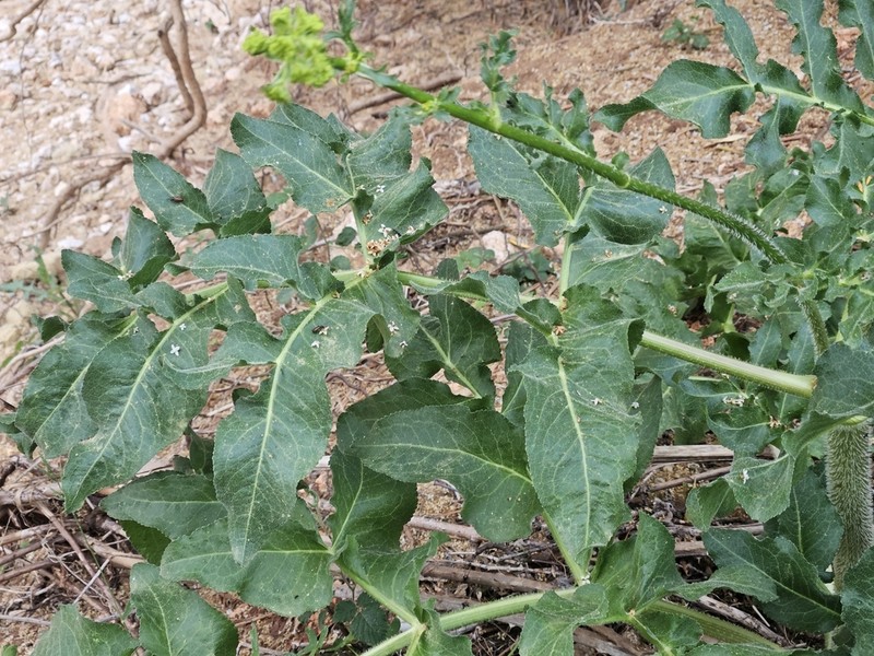 Opopanax chironium photo 7