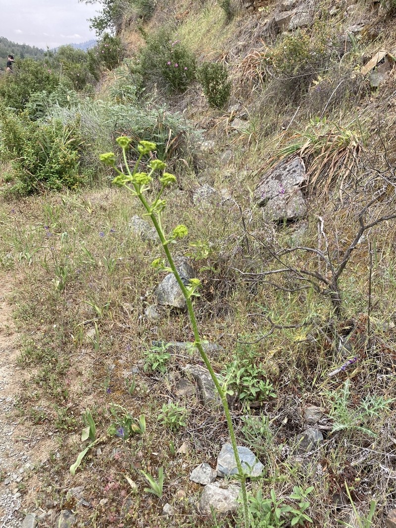 Opopanax hispidus