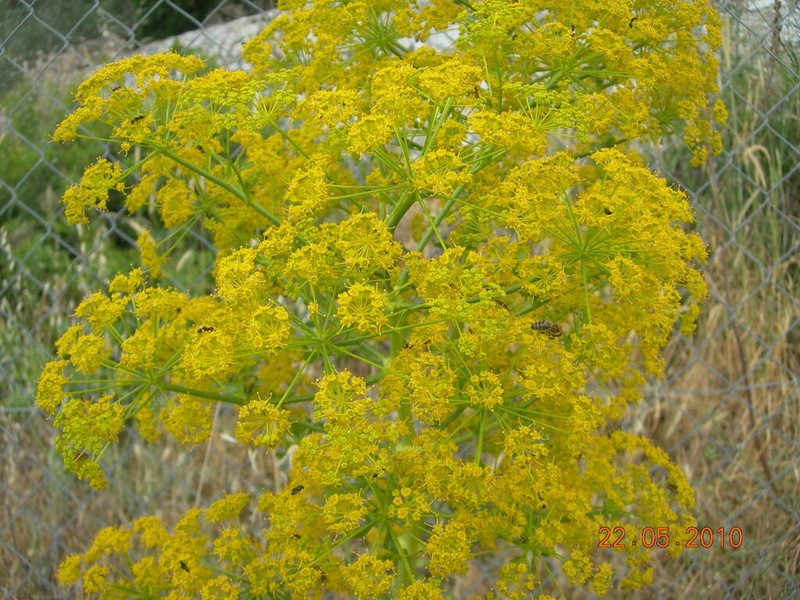 Opopanax hispidus photo 2