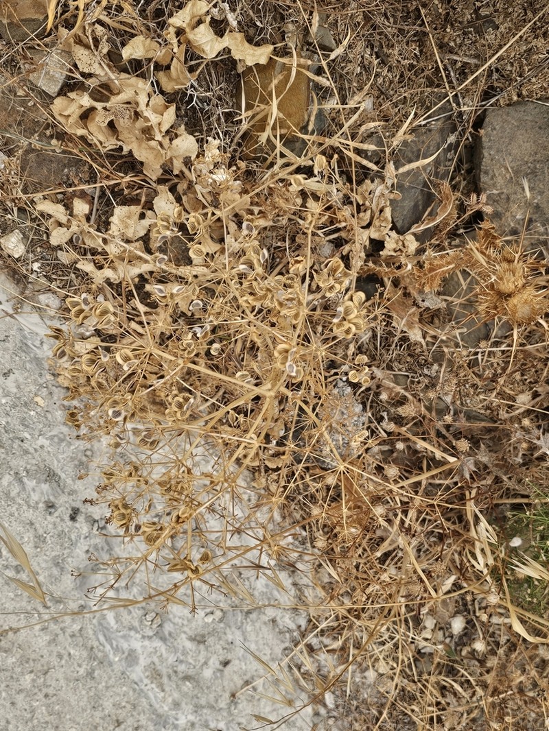 Opopanax hispidus photo 3