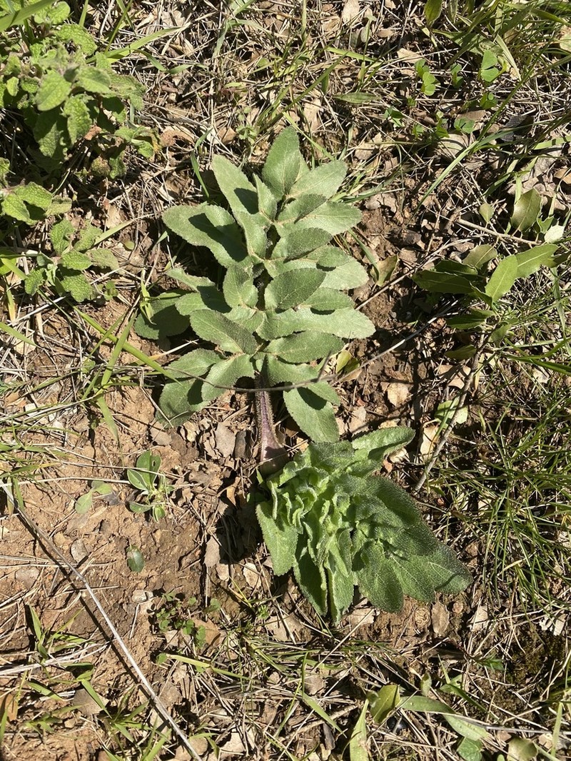 Opopanax hispidus photo 4
