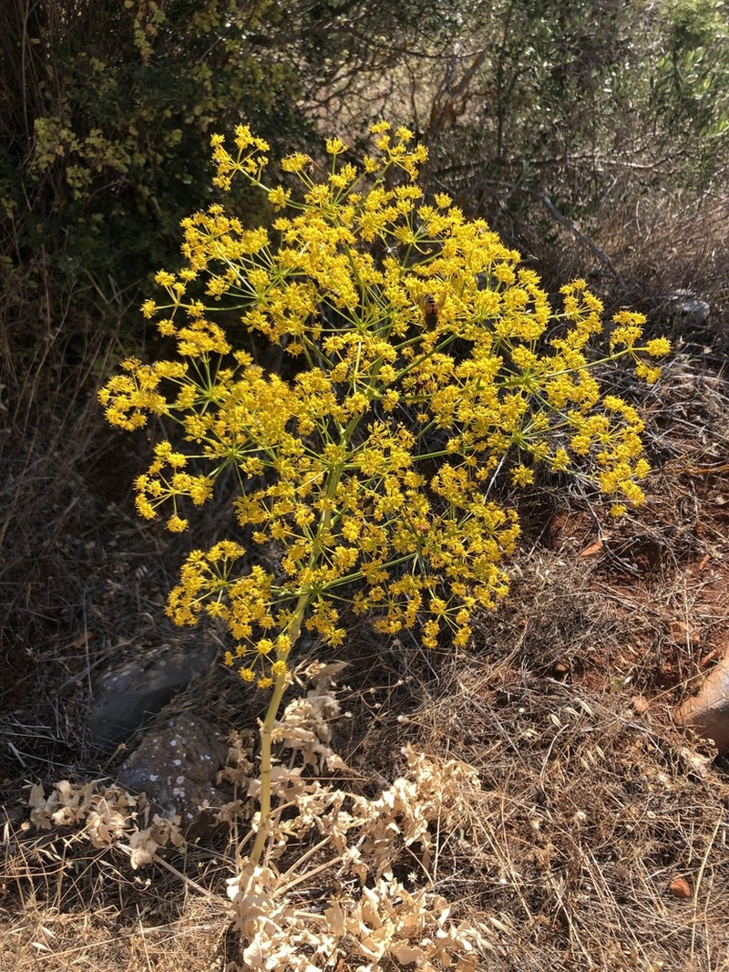 Opopanax hispidus photo 7