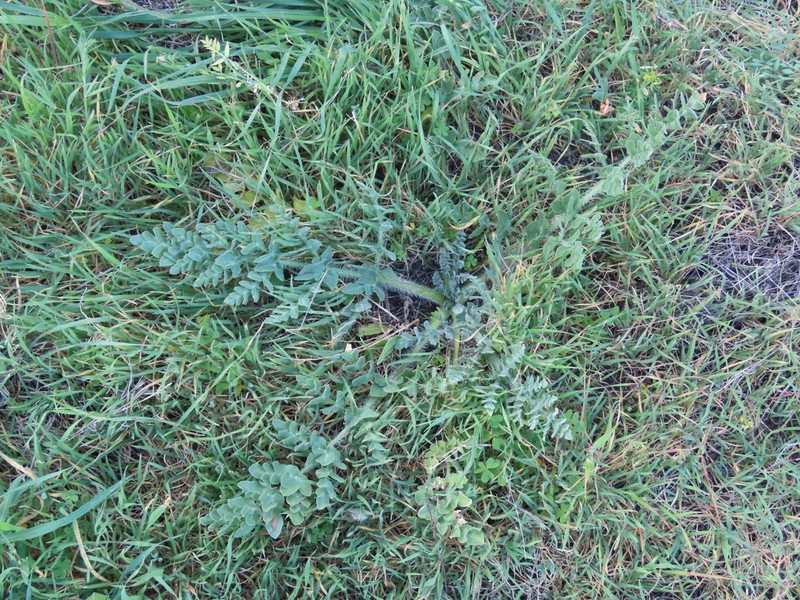 Opopanax hispidus photo 8