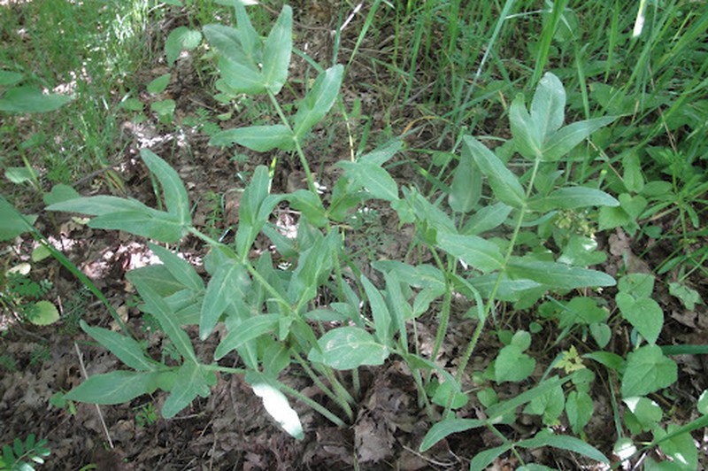 Opopanax persicus photo 3