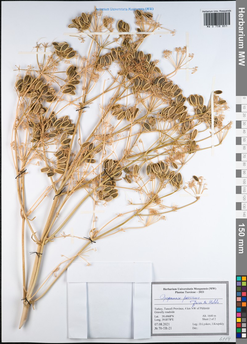 Opopanax persicus photo 5