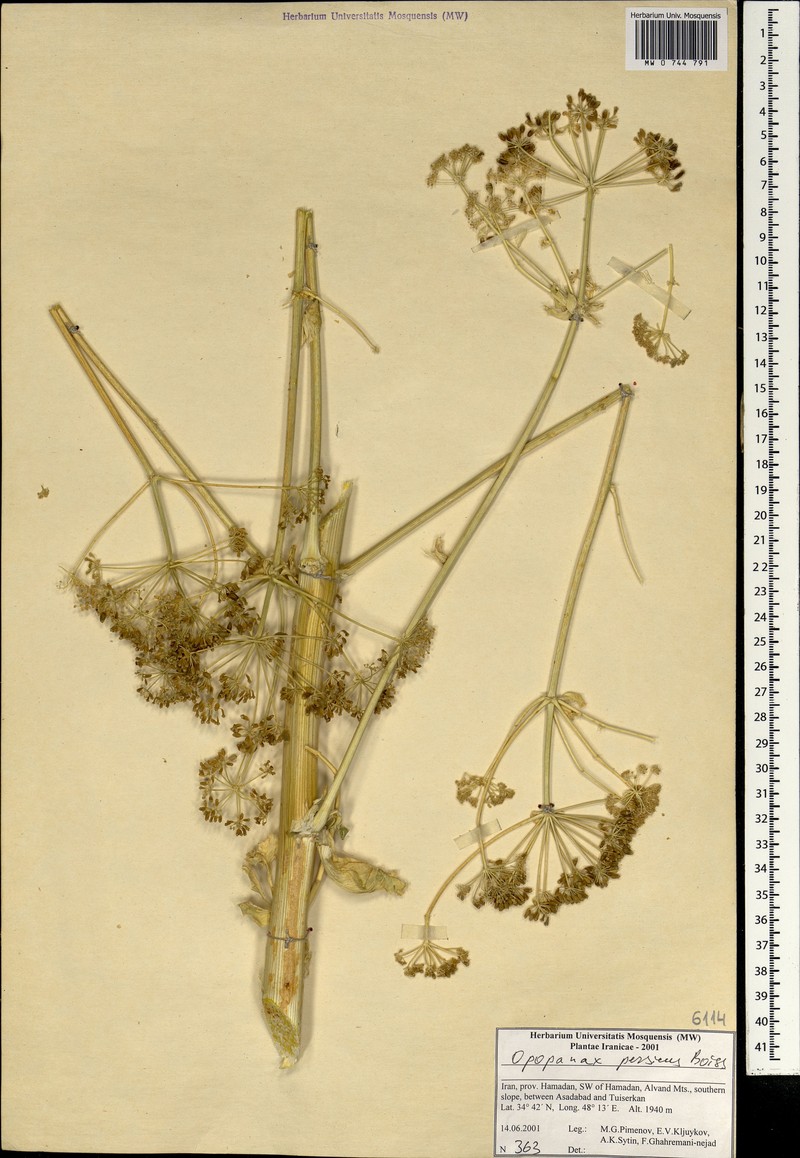 Opopanax persicus photo 6