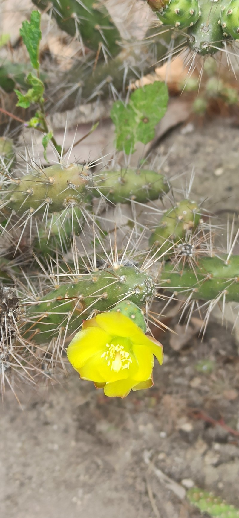 Opuntia × aequatorialis photo 3