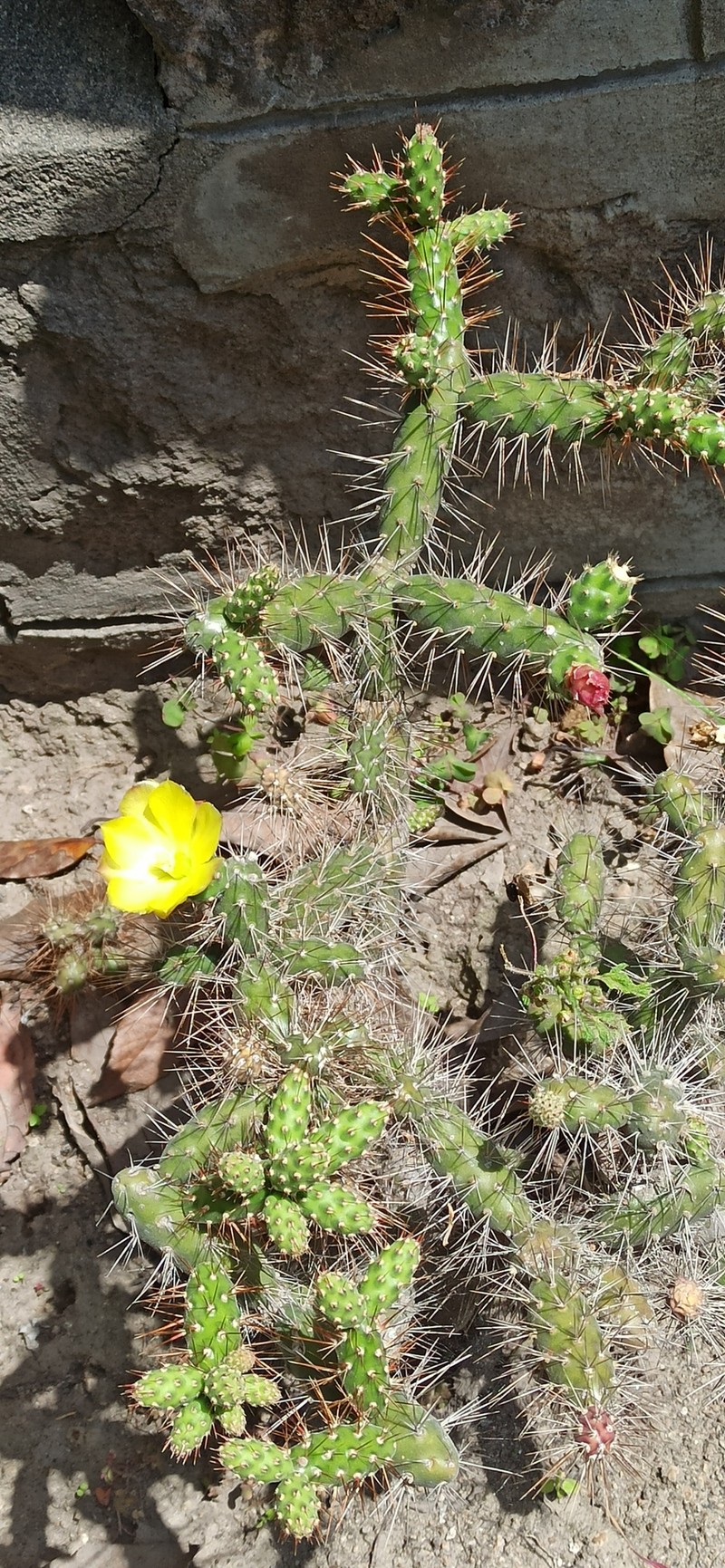 Opuntia × aequatorialis photo 4