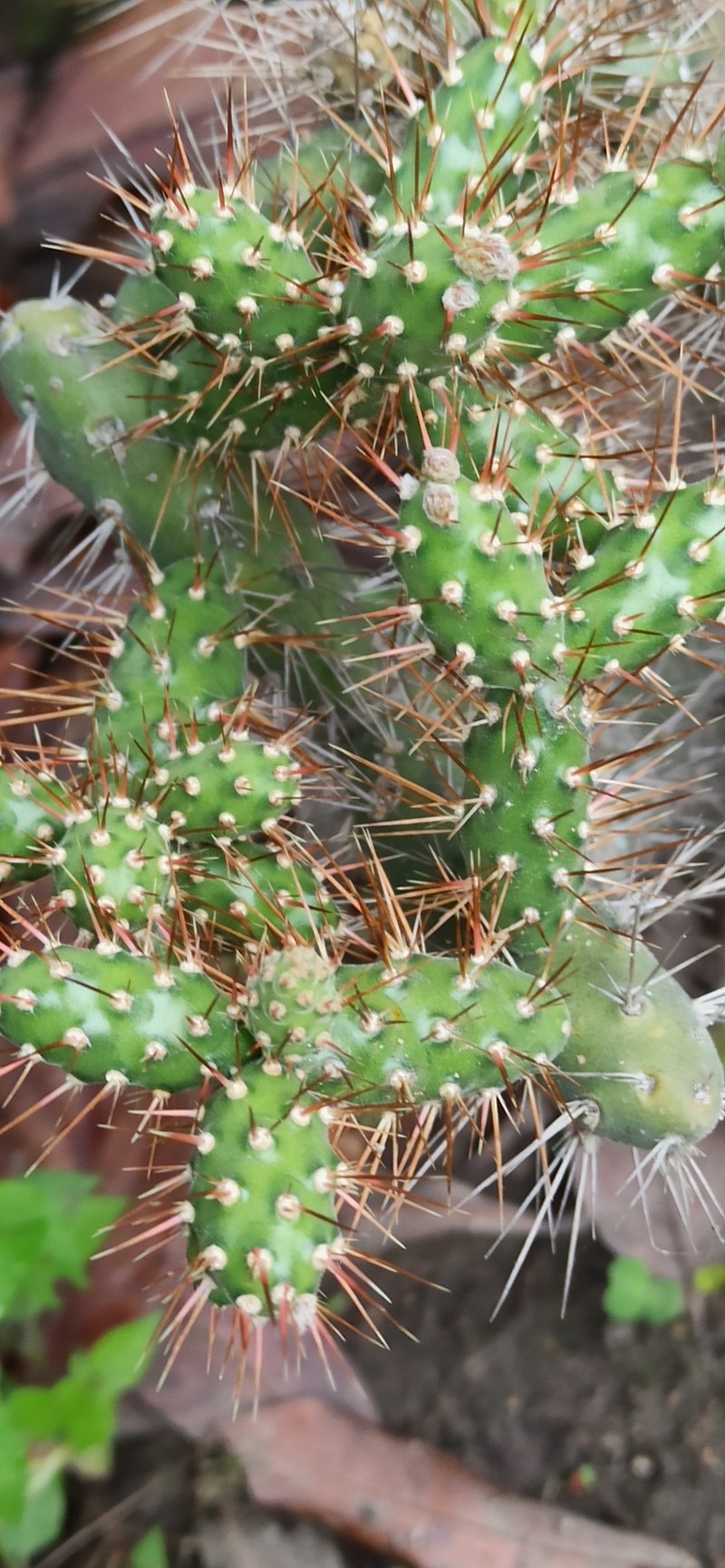 Opuntia × aequatorialis photo 5