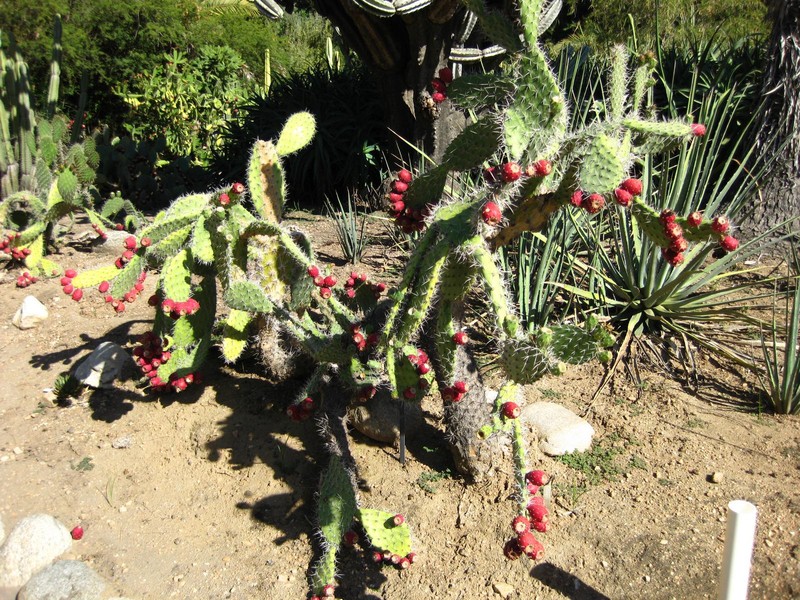 Opuntia × aequatorialis