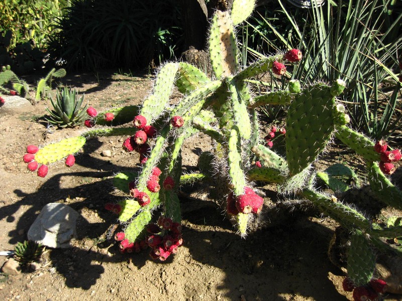 Opuntia × aequatorialis photo 6