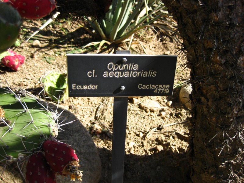 Opuntia × aequatorialis photo 7