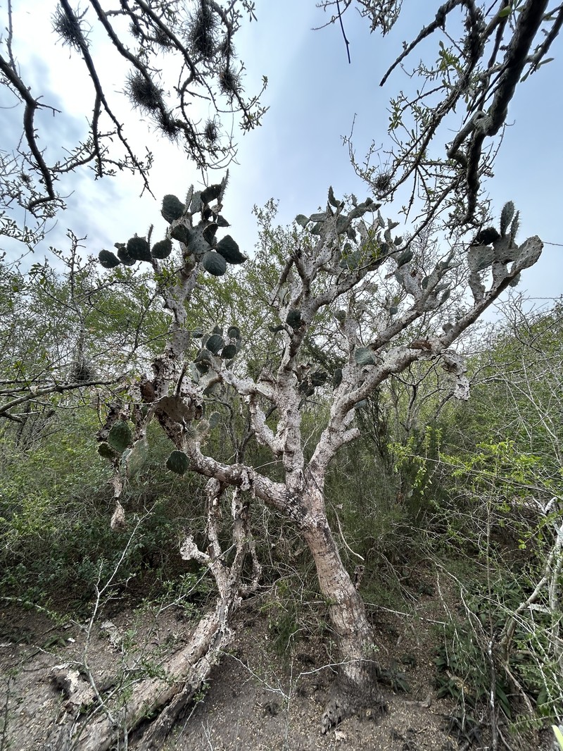 Opuntia × alta