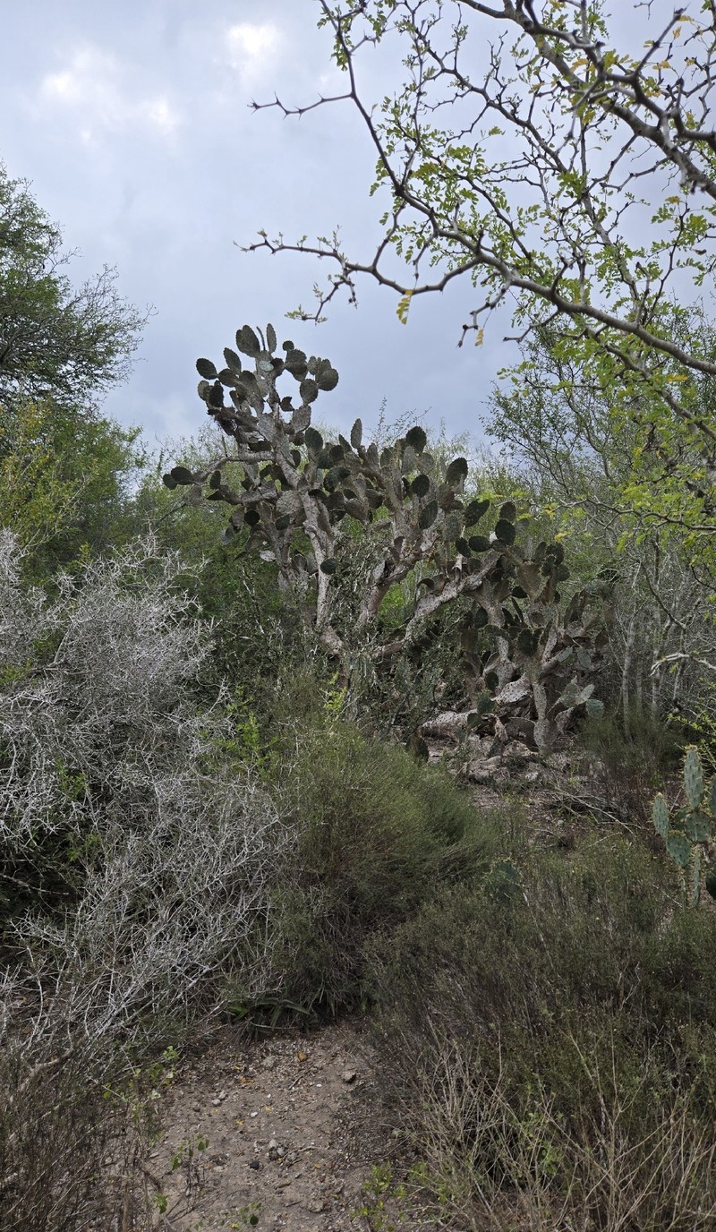 Opuntia × alta photo 2