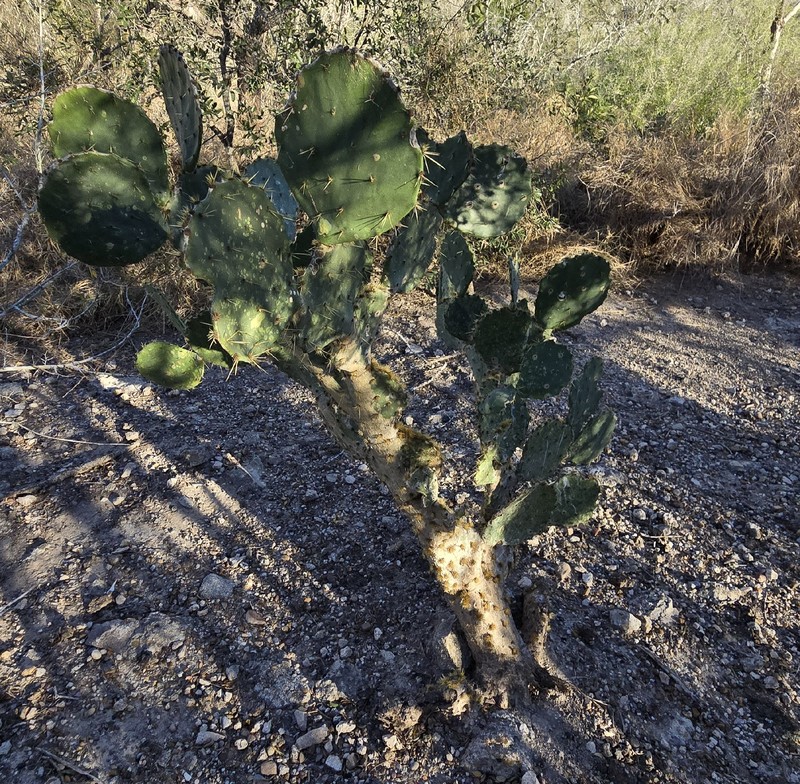 Opuntia × alta photo 4