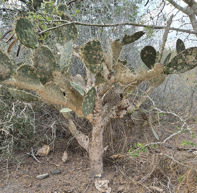 Opuntia × alta photo 5