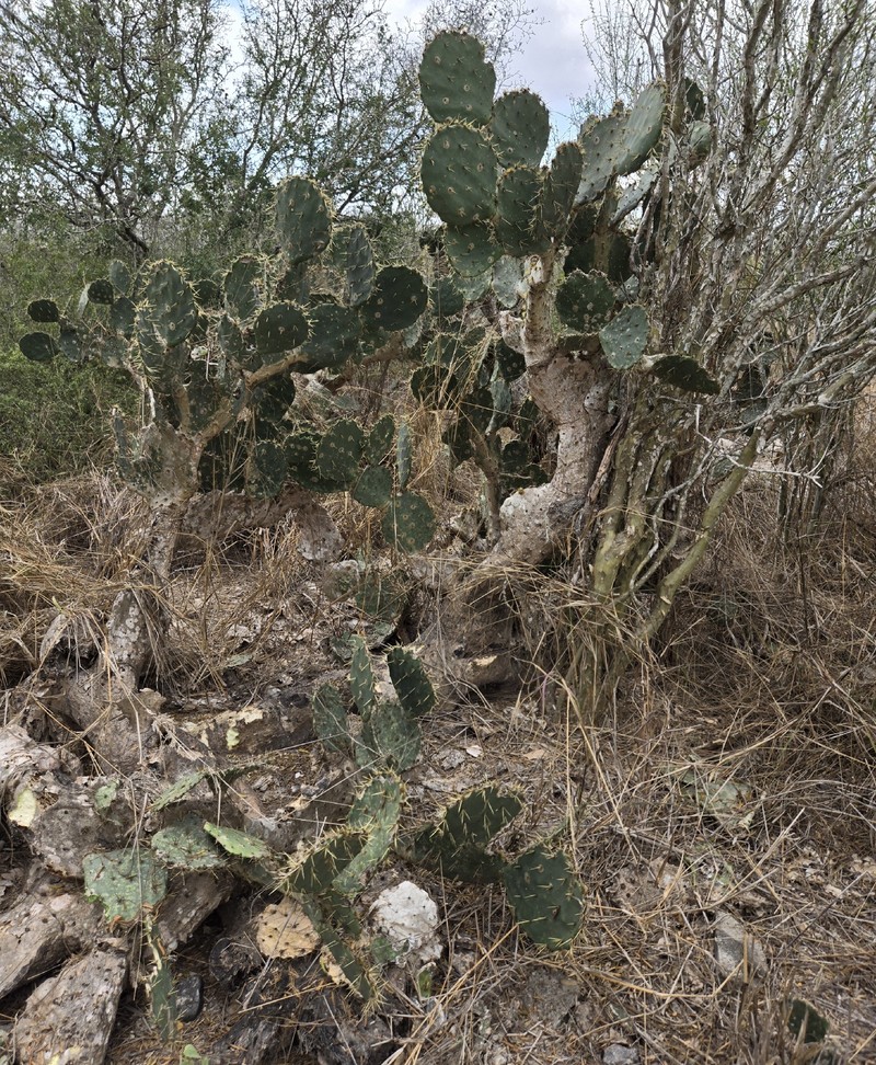 Opuntia × alta photo 6