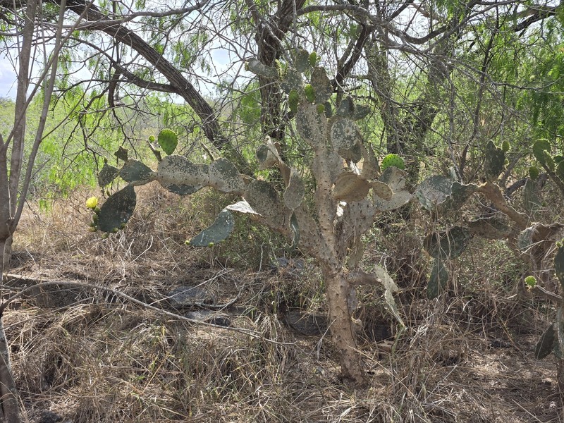 Opuntia × alta photo 7