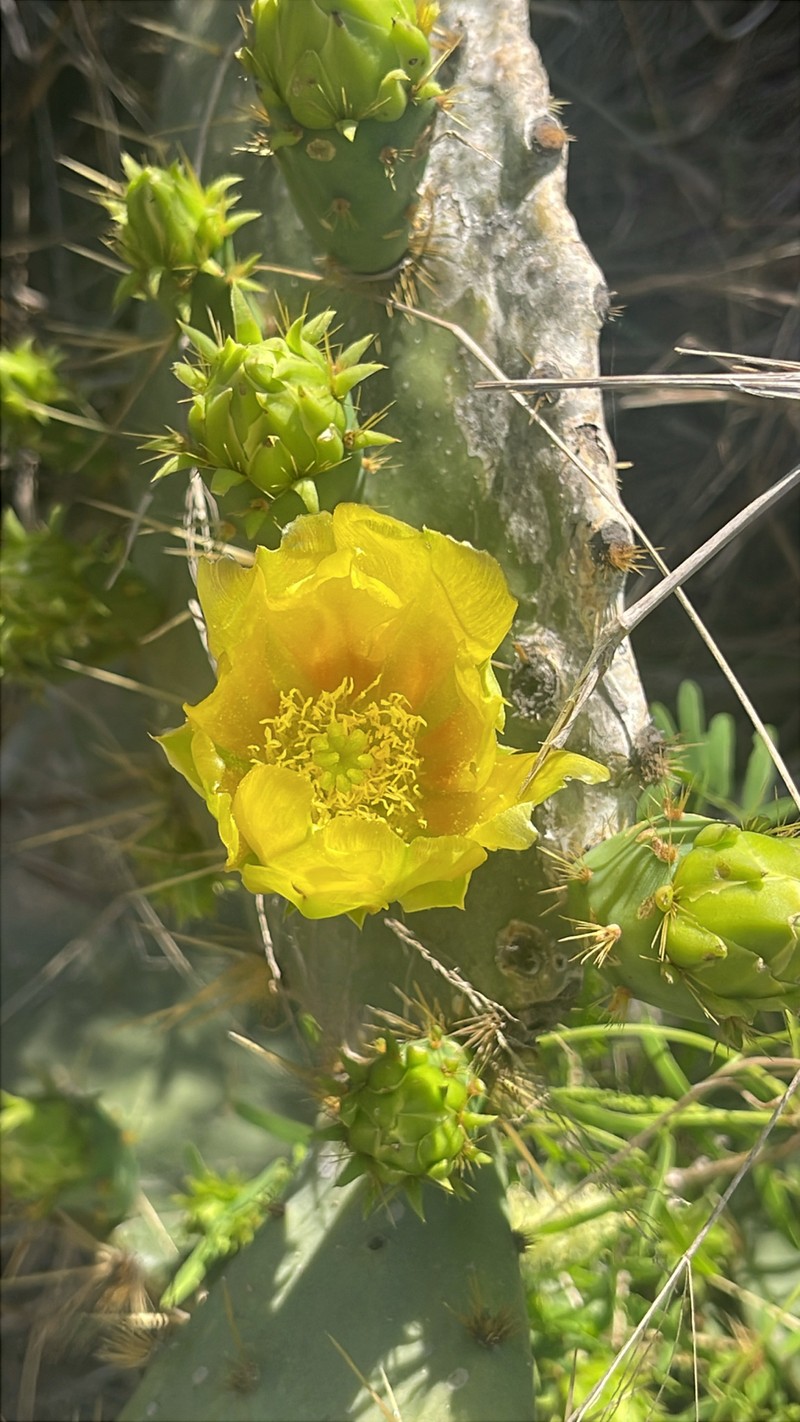 Opuntia × alta photo 8