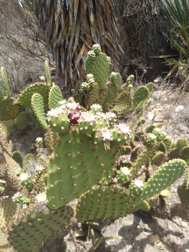 Opuntia × andersonii