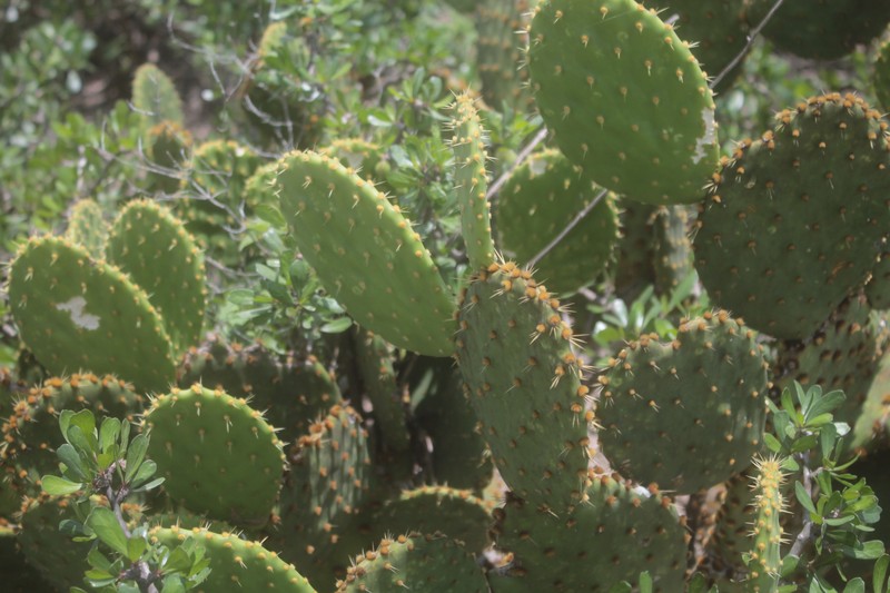 Opuntia × andersonii photo 2