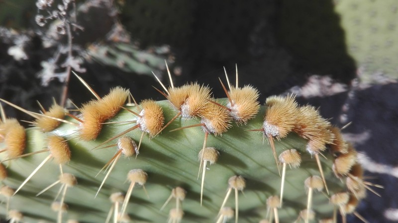 Opuntia × andersonii photo 3
