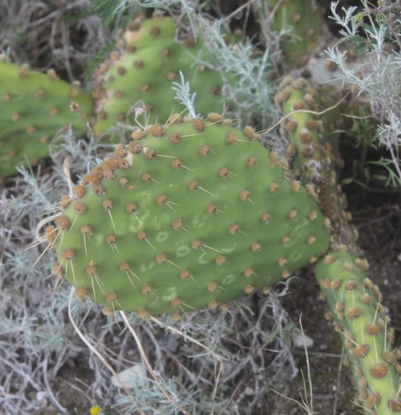 Opuntia × andersonii photo 4