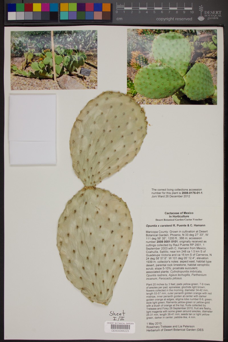 Opuntia × carstenii