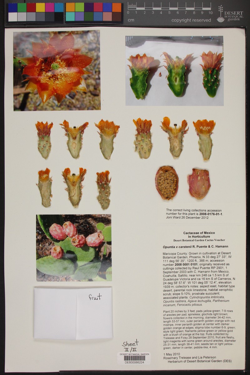 Opuntia × carstenii photo 2