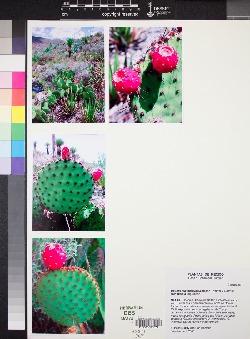 Opuntia × carstenii photo 3