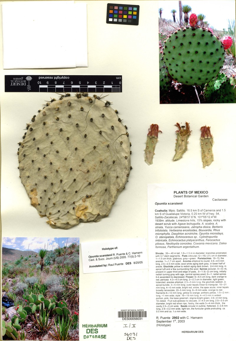 Opuntia × carstenii photo 4