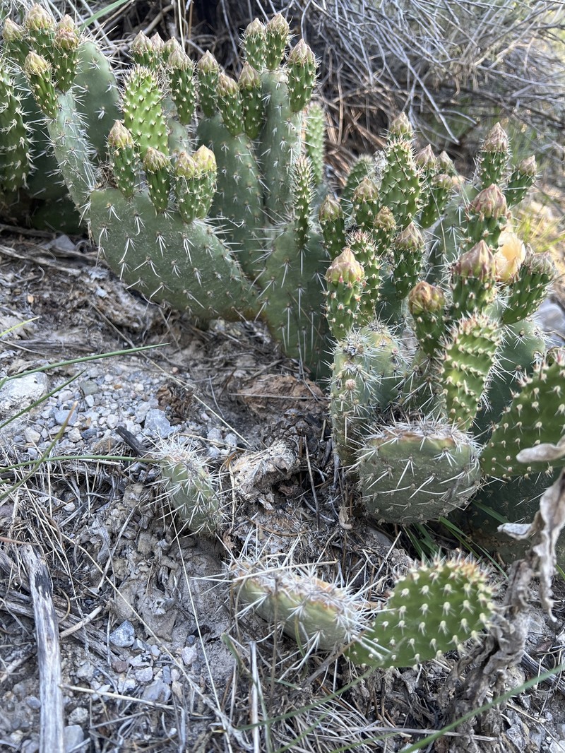 Opuntia × charlestonensis
