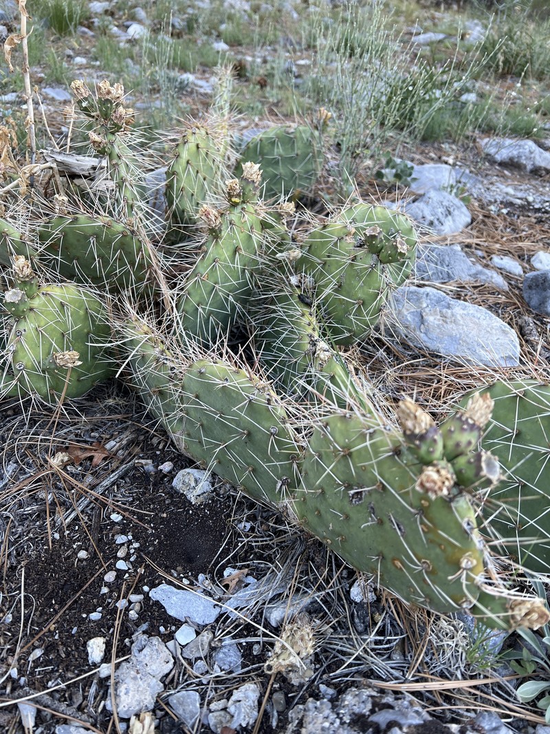 Opuntia × charlestonensis photo 2