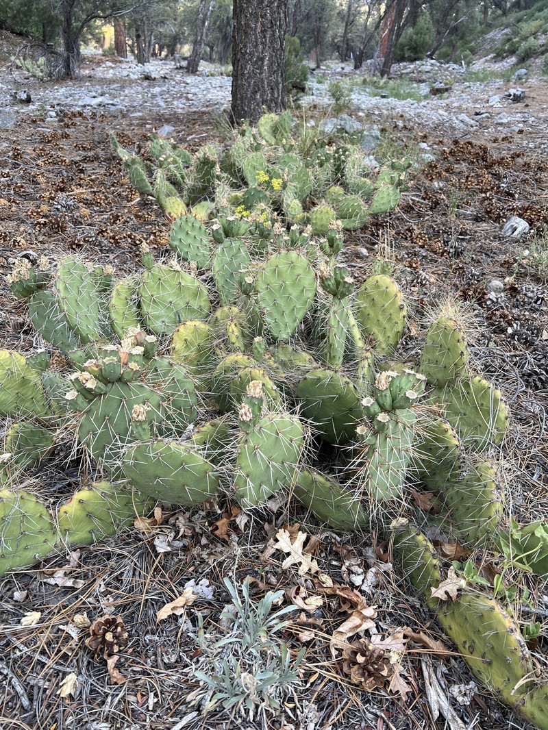 Opuntia × charlestonensis photo 3