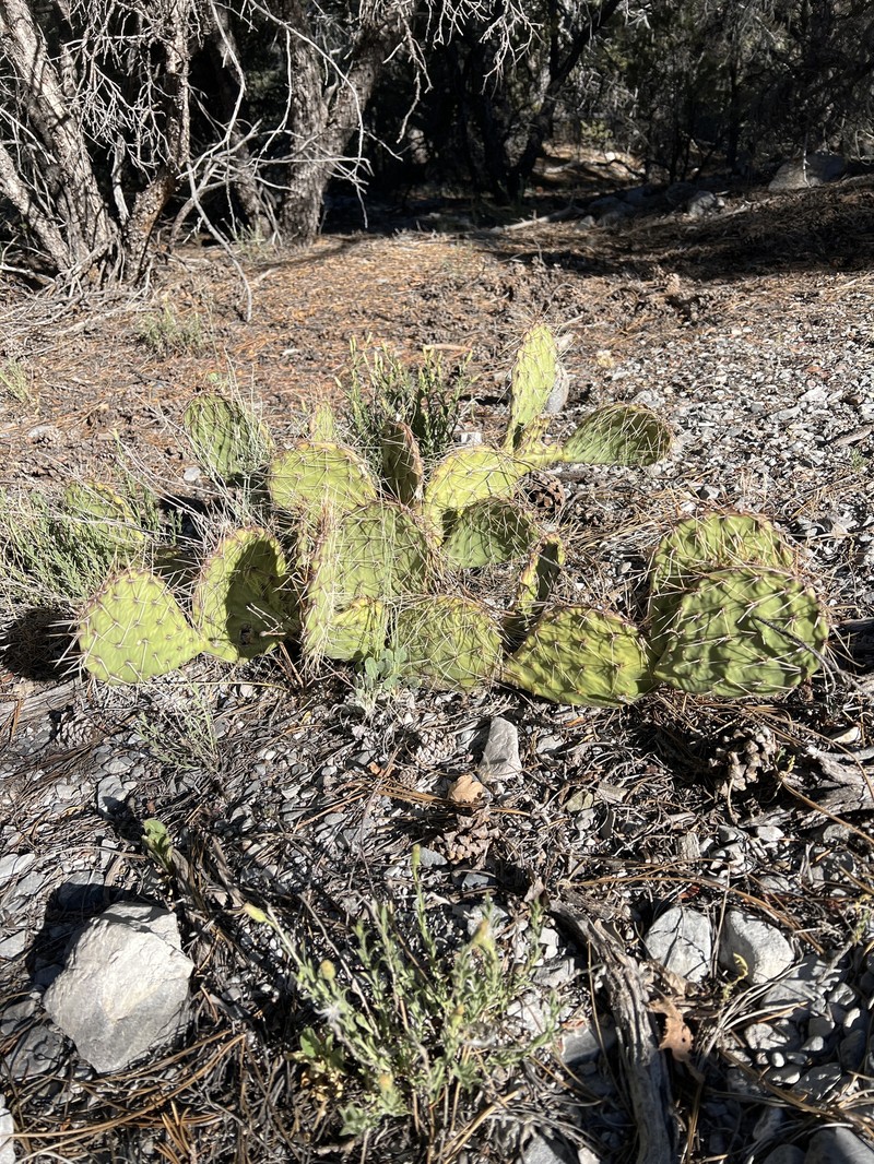 Opuntia × charlestonensis photo 4