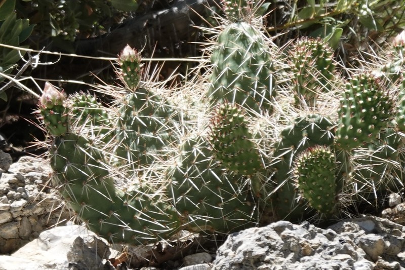 Opuntia × charlestonensis photo 5