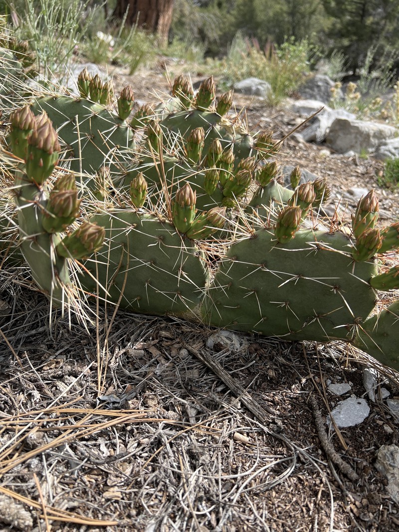 Opuntia × charlestonensis photo 6