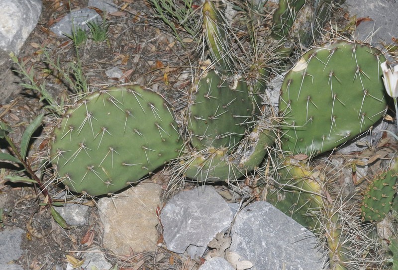 Opuntia × charlestonensis photo 7