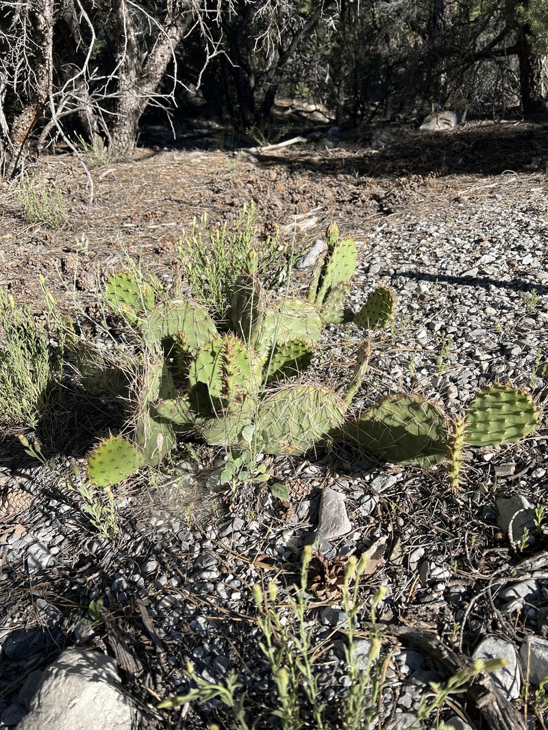 Opuntia × charlestonensis photo 8