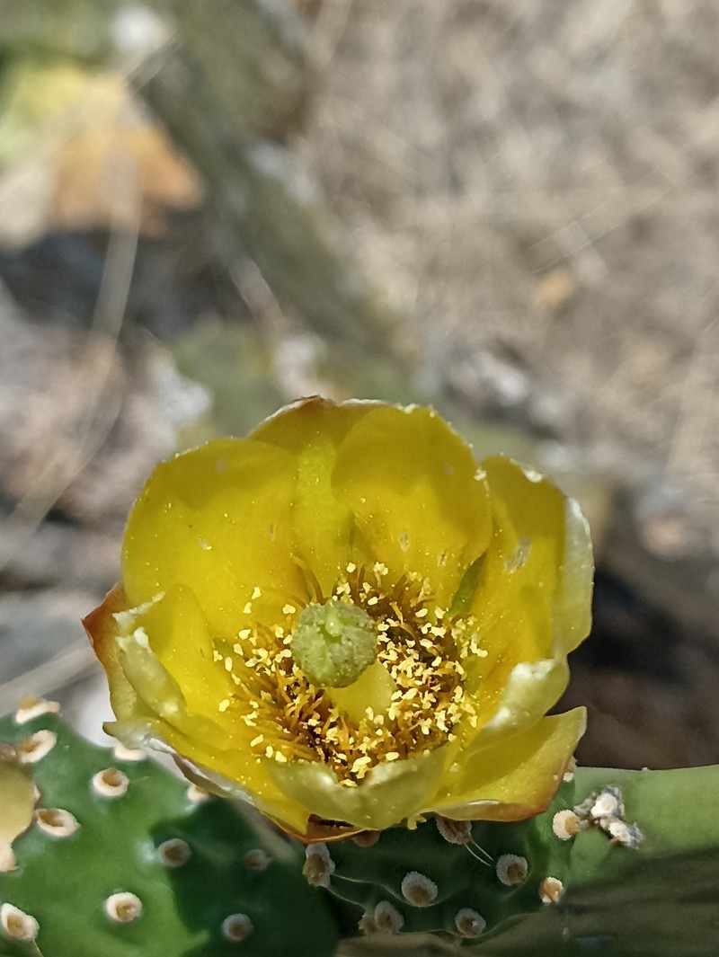 Opuntia × cochinera