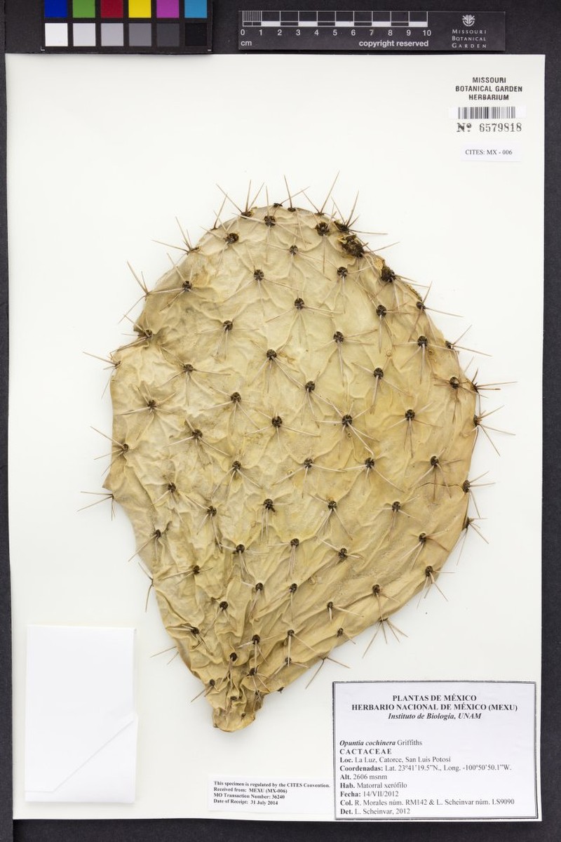 Opuntia × cochinera photo 2